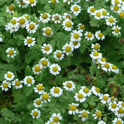 Feverfew (Tanacetum parthenium)