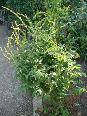 Agrimony (Agrimonia eupatoria)