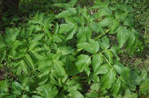 European angelica (Angelica archangelica)