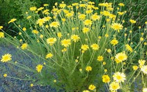 Yellow chamomile (Anthemis tinctoria) 