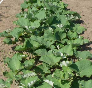 Japanese burdock (Arctium lappa)