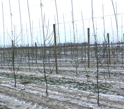 Three-leader trees in a Michigan orchard seen on the tour day of the IFTA Annual Conference.