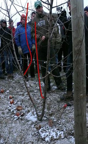 A demonstration by Dorigoni on how to train a two leader tree to be a four leader tree. The new leaders to be trained are in the inside of the original two leaders and are highlighted in red.