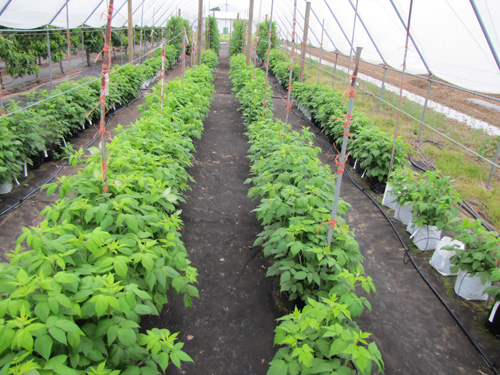 Raspberry plants were planted in three gallon plastic Gro-bags