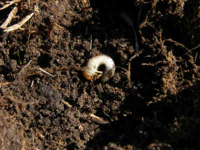 Typical White Grub in Soil (enlarged)