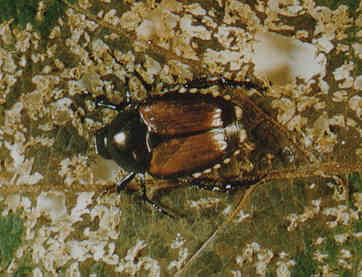 Japanese Beetle Adult