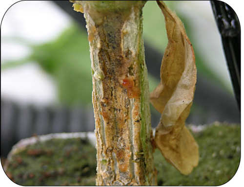 Tige fissurée, gouttelettes ambrées et gommeuses, minuscules organes sporifères à la base de la tige de concombre
