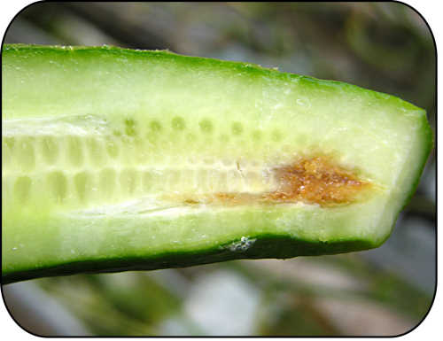 Internal discolouration and rotting of fruit due to gummy stem blight.