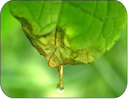 Early symptoms of gummy stem blight infection on leaf beginning at leaf tip.