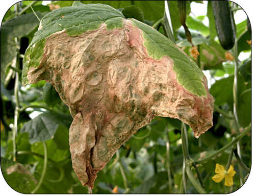 Advanced V-shaped symptoms of gummy stem blight infection on mature leaf.