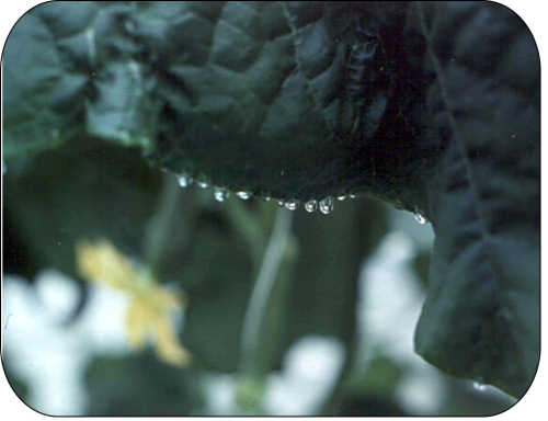 Guttation or exudation of droplets from ends of leaf veins.