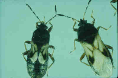 Figure 2. Adult Hairy Chinch bugs