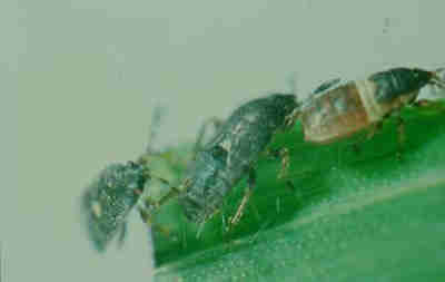 Figure Three. Chinch bug nymph with white band across the abdomen