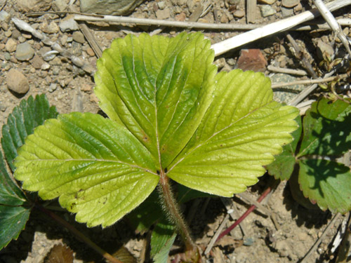Décoloration jaune vif causée par le contact direct d'embruns de glyphosate sur des plantes en croissance.