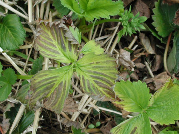 Figure 5. Décoloration distincte entre les nervures.