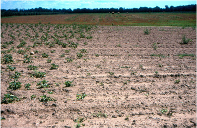 Les effets de l'herbicide Pursuit sur les plants de fraises de un à trois ans après l'application sont visibles à droite de l'image.