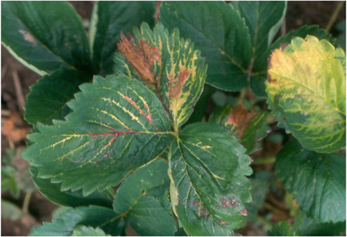 Vive décoloration du feuillage résultant de résidus de Pursuit dans le sol.