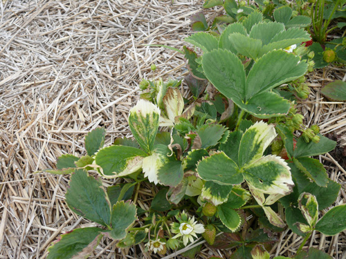 Blanchiment du feuillage causé par l'herbicide Command.