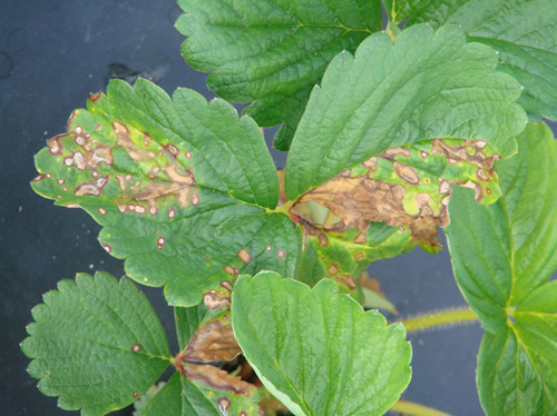 Nécrose localisée d'un plant de fraise due au contact direct avec des embruns de Gramoxone.