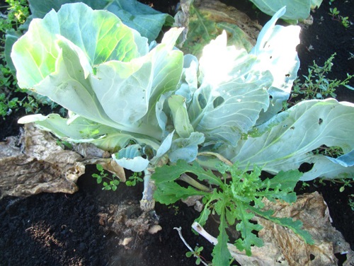 Pak-choï présentant d'importantes excroissances racinaires, six semaines après les semis.