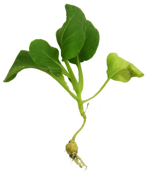 Plant de chou rabougri, présentant une importante excroissance racinaire, dix semaines après les semis.