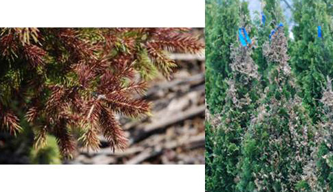 Figure 1: Evergreens showing signs of winter dessication