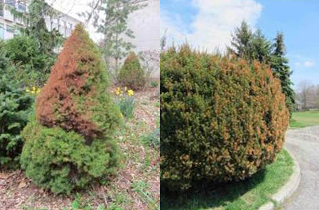 Figure 2: Evergreens showing signs of winter dessication