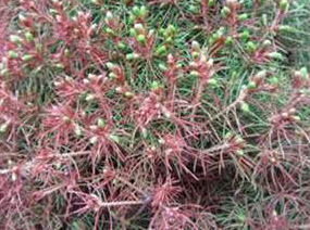 Figure 3: With winter desiccation, the buds will often survive and eventually, mask the lost needles