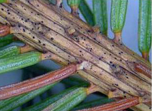 Figure 6: Setomelanomma holmii (black dots) on Spruce twig.