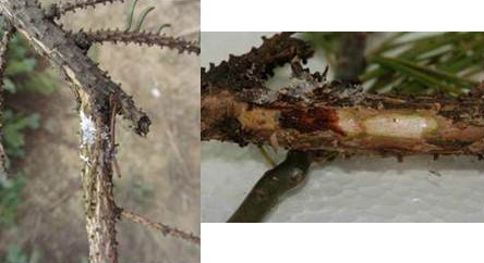 Figure 7: Top left: a small area of weeping sap on the branch of Colorado spruce that was showing signs of decline. Right: when we slice into the area of the weeping, we find dead vascular tissue (reddish brown) bordered by healthy tissue (green and white).