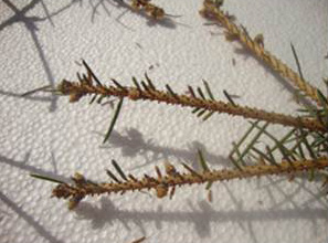 Figure 8: Colorado spruce with half-eaten needles.
