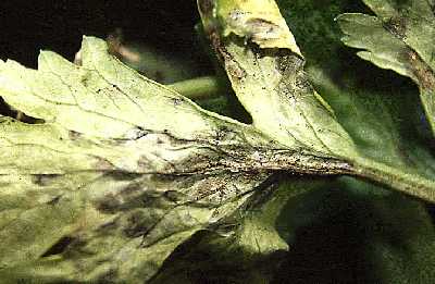 Figure 4: Pycnidia in late blight lesion