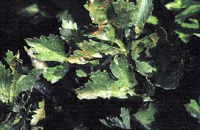 Brûlure bactérienne des feuilles du céleri.