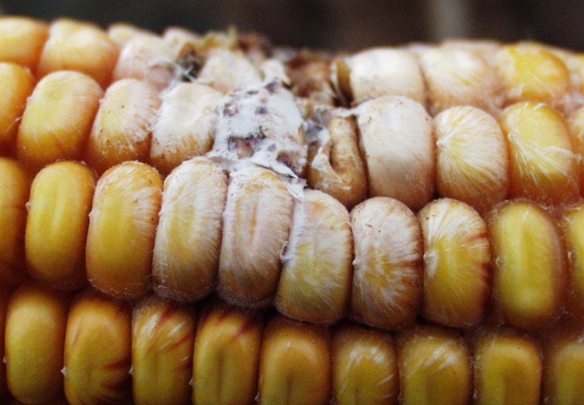 Fusariose de l'épi et du grain (fusarium).