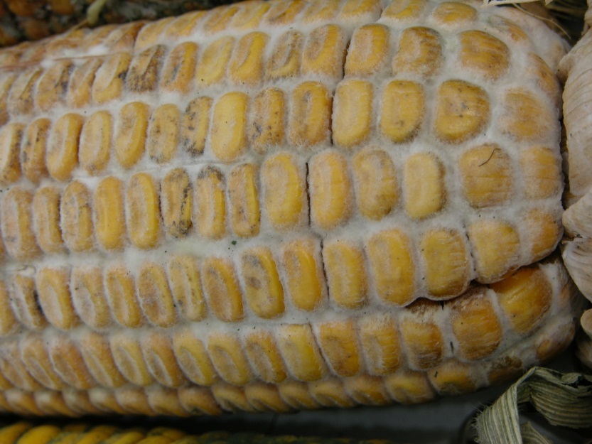 https://www.ontario.ca/files/2022-07/omafra-identifying-corn-moulds-figure-4-en-2022-07-13.jpg