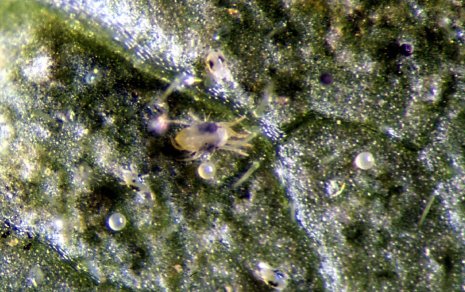 Figure 11. Spider mites.