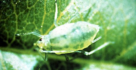 Figure 5. Green peach aphid.