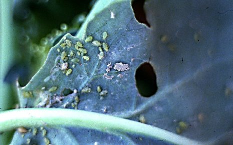 Figure 6. Green peach aphid colony.