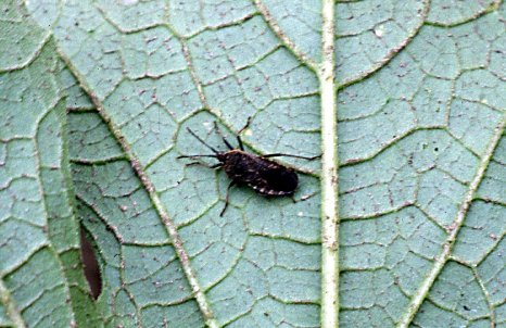 Figure 9. Adult squash bug