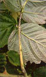 Image of leaf petiole with anthracnose lesions.