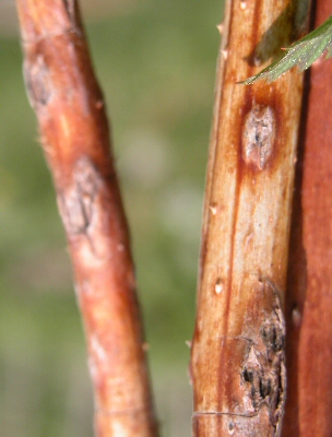 Anthracnose on overwintering fruiting cane