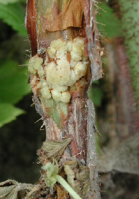 Early symptoms of crown gall on raspberry canes