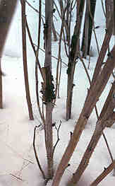 Image of raspberry canes in the winer with cane gall.