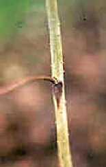 Image of primocane with spur blight.