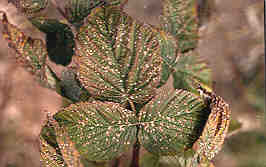 Image of leaves with leafspot.