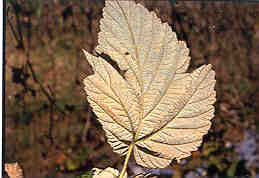 Image of underside of leaf with late leaf rust.