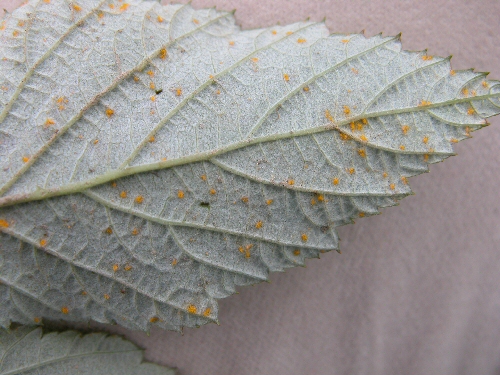 Late leaf rust symptoms on raspberry