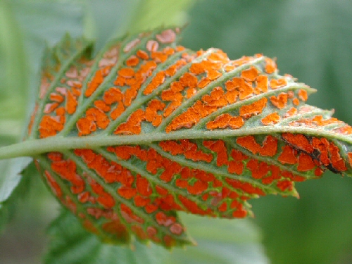 Orange rust on blackberry leaf