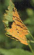 Image with leaf with orange rust.