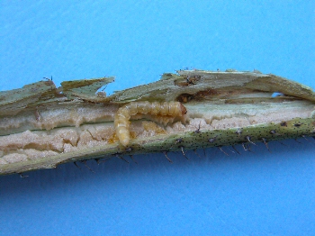 Red-necked cane borer larvae